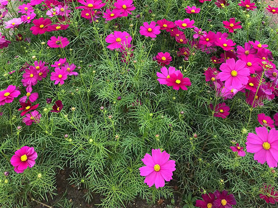 泰州鲜花绿植-仿真花